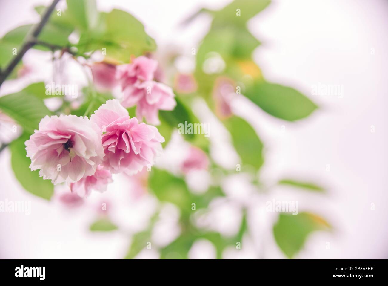 Delicato fiore rosa sakura primo piano. Bell'Abstract sfondo primavera, composizione minima. Romantico sfondo floreale. Colori pastello, primo piano Foto Stock