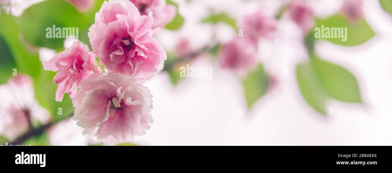 Delicato fiore rosa sakura primo piano. Bell'Abstract sfondo primavera, composizione minima. Romantico sfondo floreale. Colori pastello, primo piano Foto Stock