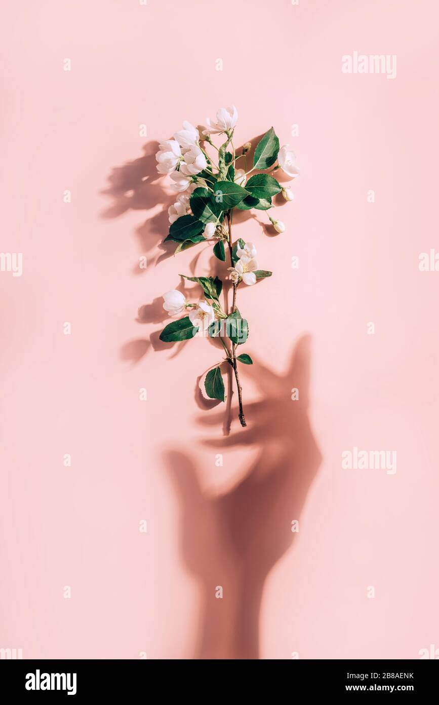 Ramo di albero di mela su uno sfondo di legno in stile retrò. Sfondo del concetto di primavera. Romantico sfondo floreale Foto Stock