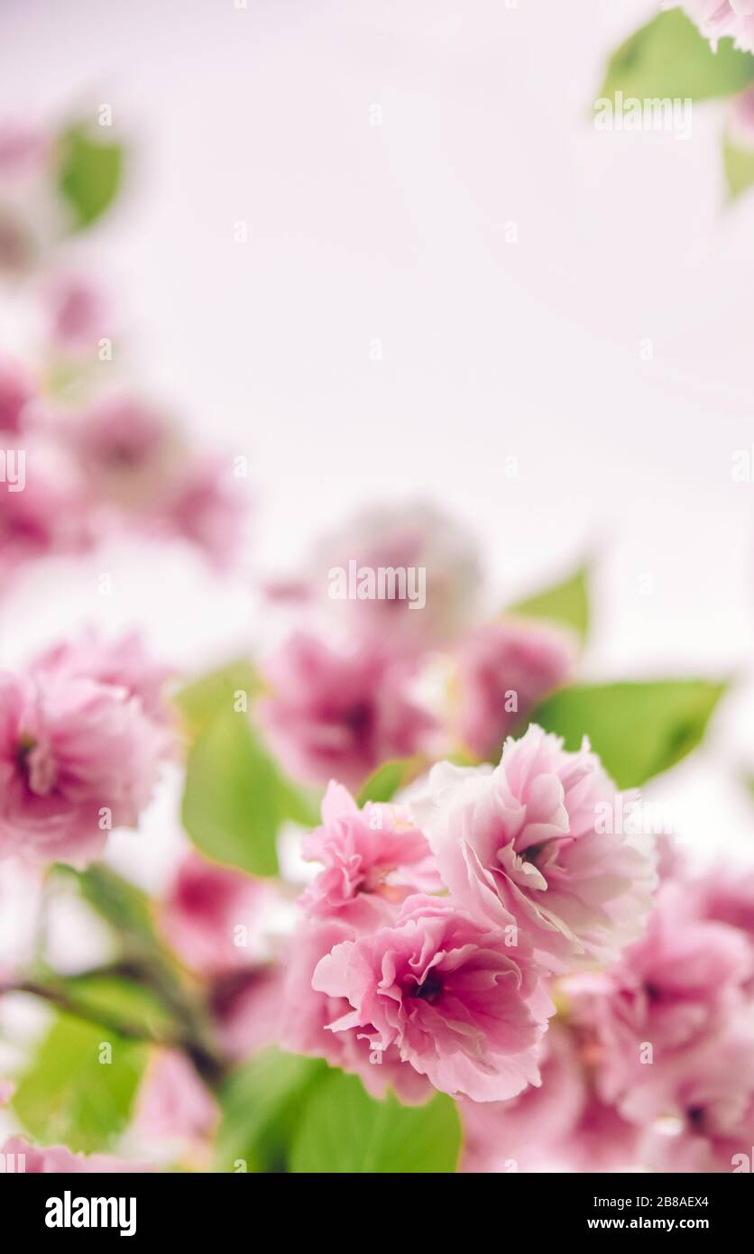 Delicato fiore rosa sakura, copia spazio. Bella primavera Abstract sfondo, composizione minima Foto Stock