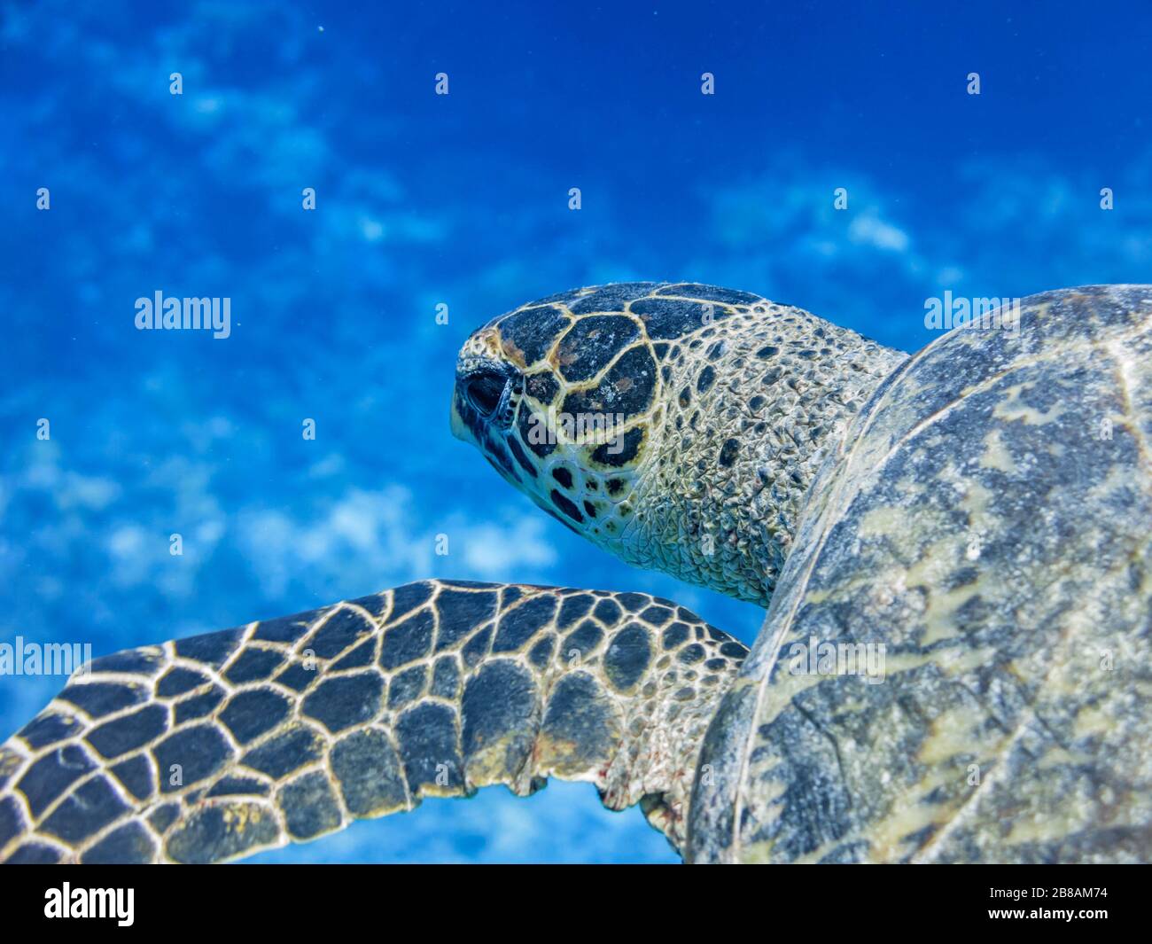 Tartarughe marine che nuotano nell'oceano di Palau, Oceano Pacifico Foto Stock