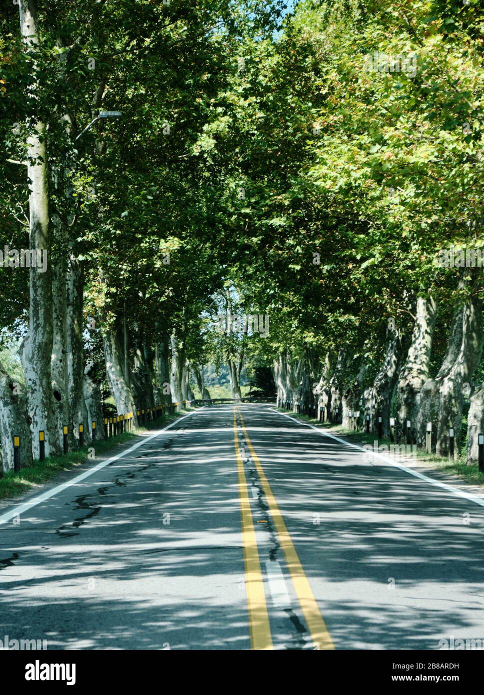 una vista di una strada circondata da alberi e brunch come un tunnel di vegetazione sulla strada da gualeguaychu argentina a fraybentos punta del este uruguay Foto Stock