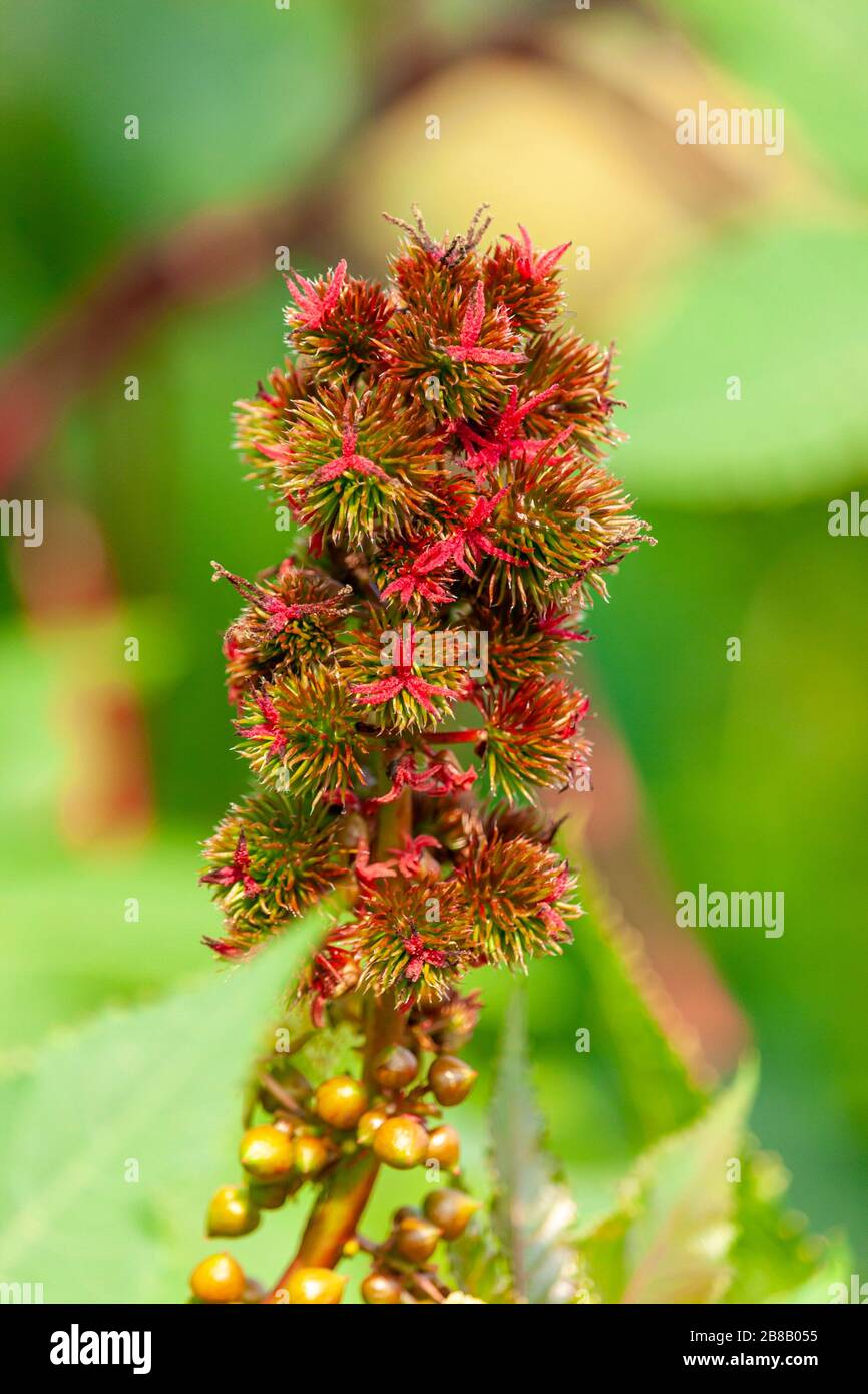 Frutti di olio di ricino rosso Foto Stock