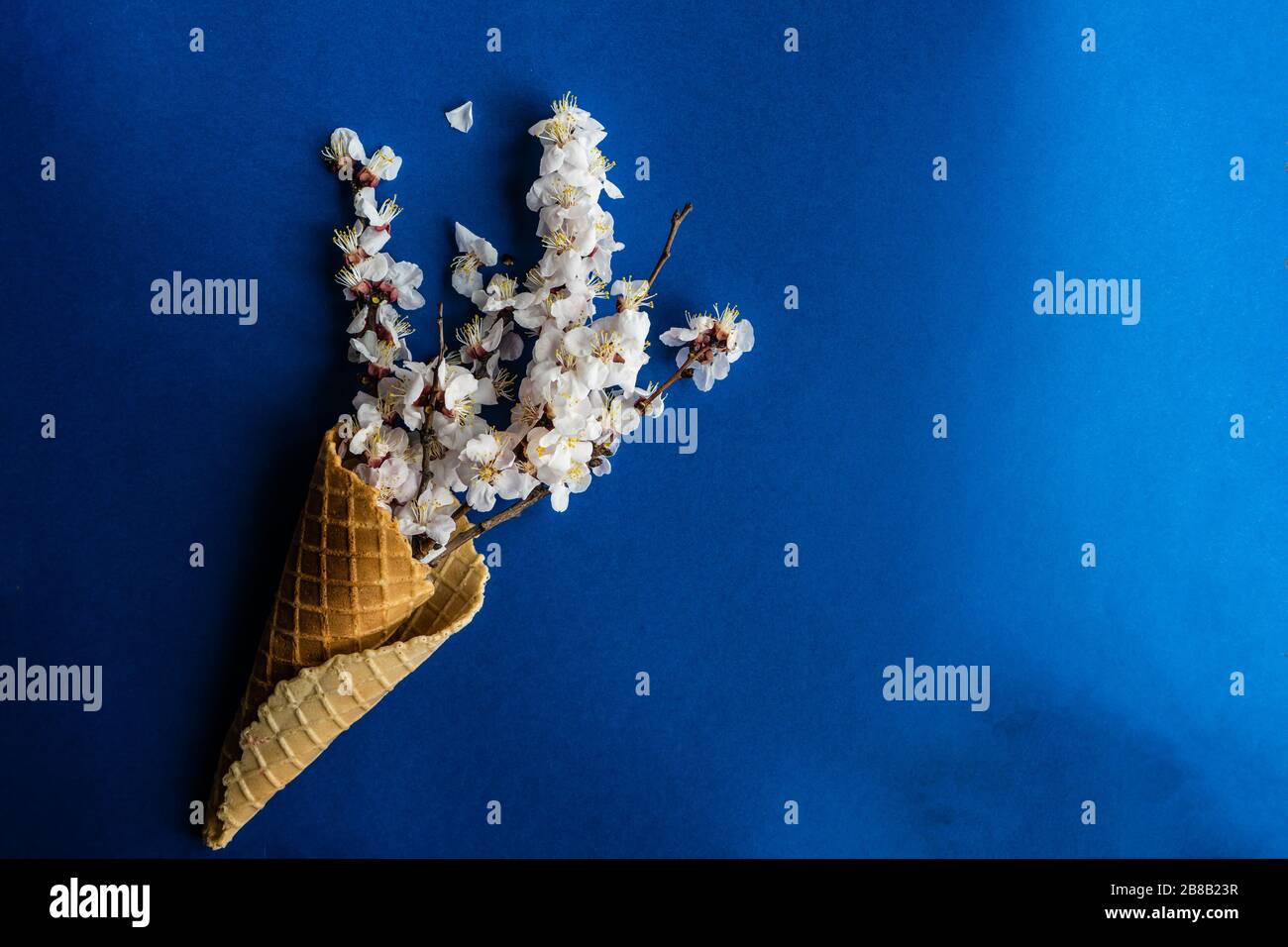 Spring card Concept con fiore di albicocca in cono di waffle su classico sfondo blu Foto Stock
