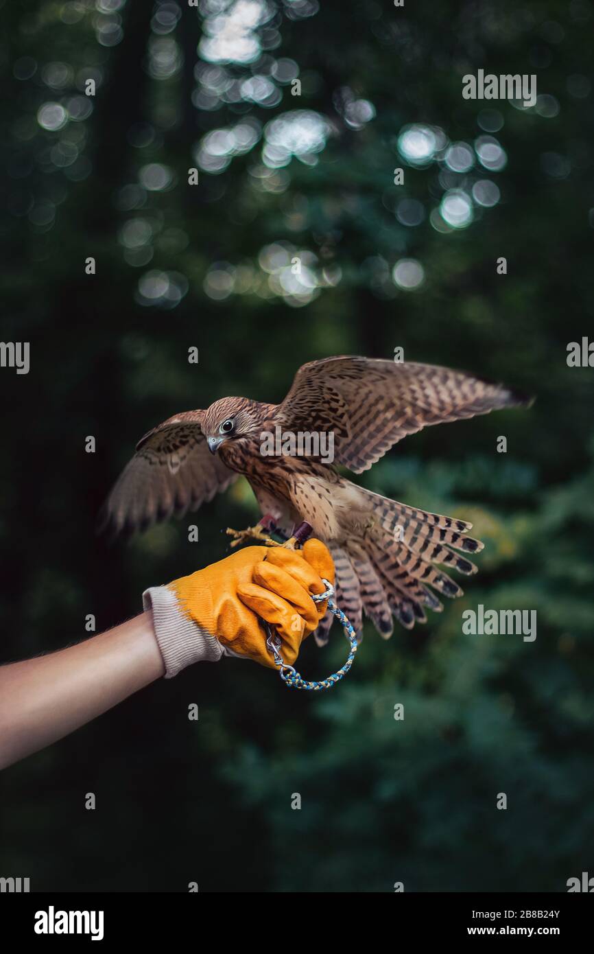Colpo verticale di un falco che atterra sulla mano di una persona con guanti Foto Stock