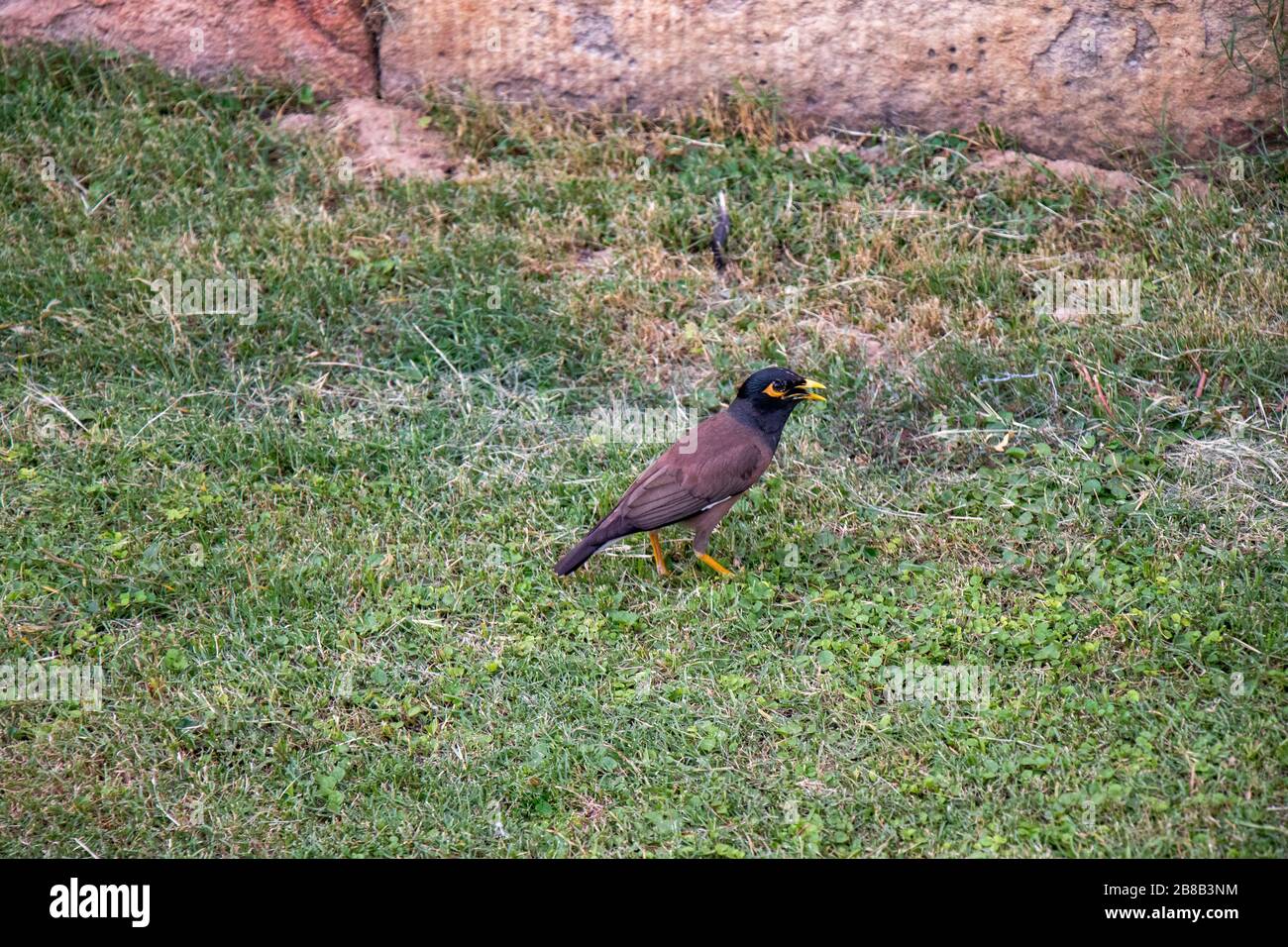 Mynah indiano che cerca il cibo sull'erba Foto Stock