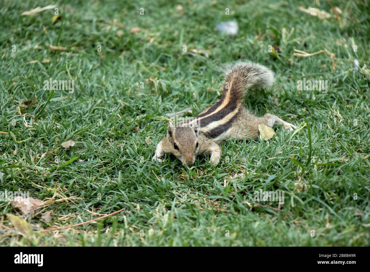 Scoiattolo indiano comune alla ricerca di cibo con sfondo verde erba naturale Foto Stock