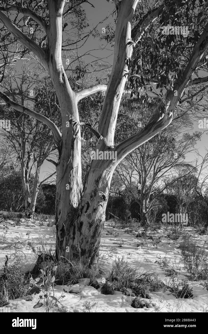 Parco Nazionale di Kosciuszko, NSW Foto Stock