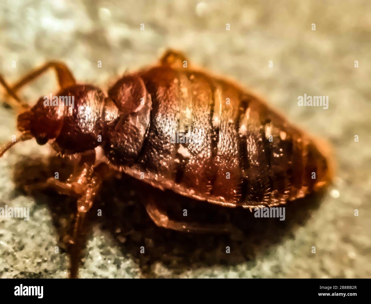 Un'immagine di bedbug Foto Stock