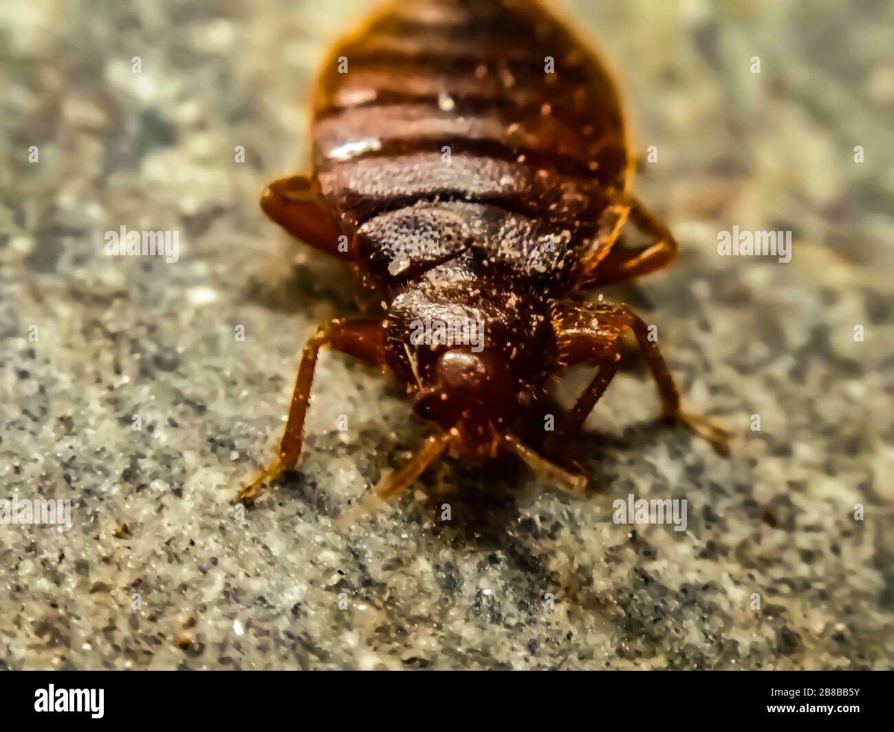 Un'immagine di bedbug Foto Stock