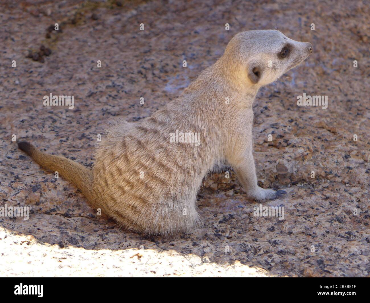 Suricate / meerkat - primo piano vista laterale di un piccolo animale roditore che guarda avanti / prospettiva su terreno roccioso in Spitzkoppe Erongo Namibia Africa Foto Stock