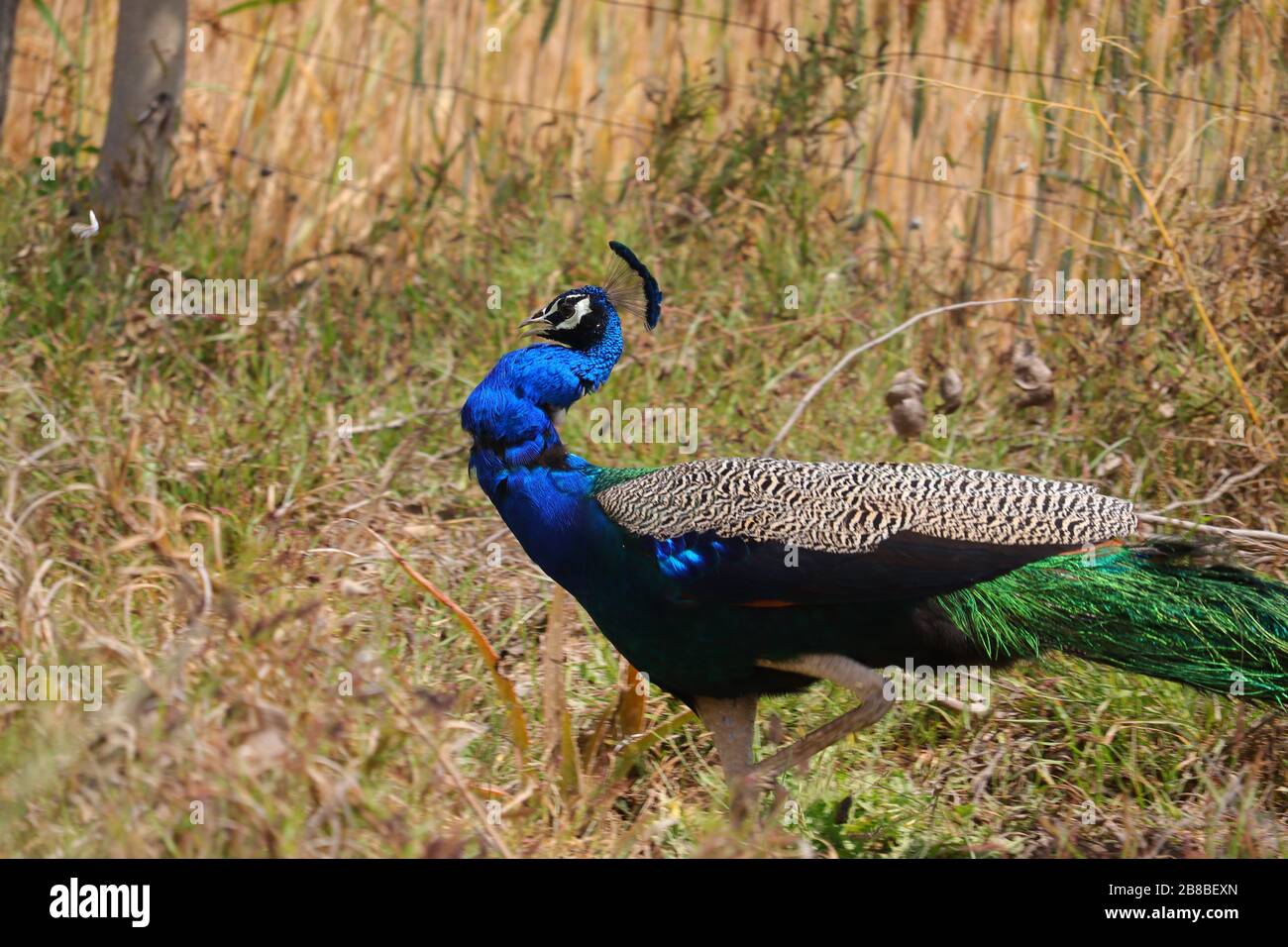 Pavone a piedi in romanticismo con sfondo verde o giallo sfumatura erba, uccello maschile in natura, primo piano di pavone Foto Stock