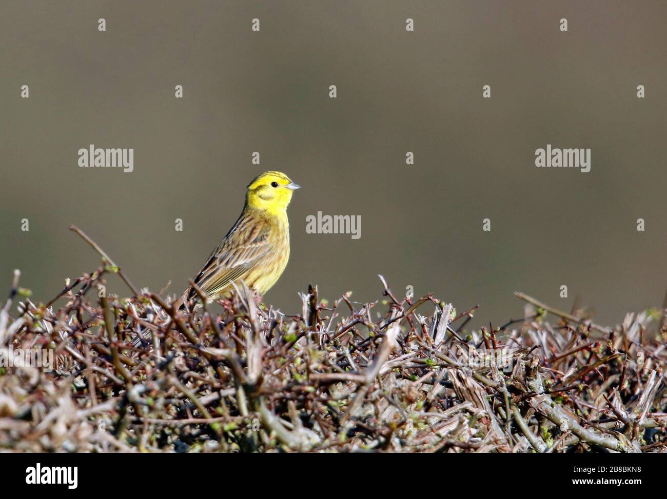 Giallastro maschio nel hedgerow Foto Stock