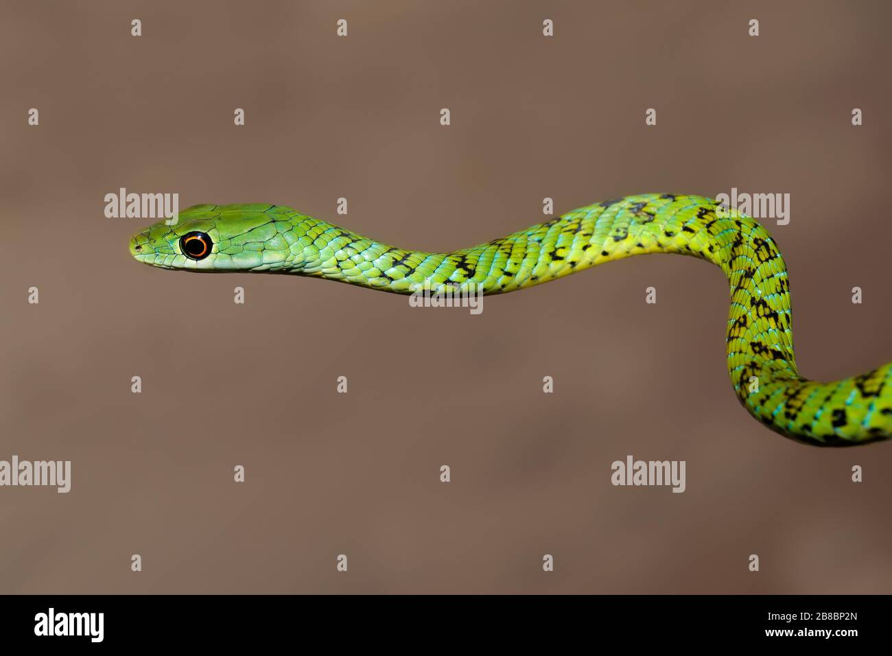 Ritratto di una bussola maculato snake (Philothamnus semivariegatus), Sud Africa Foto Stock