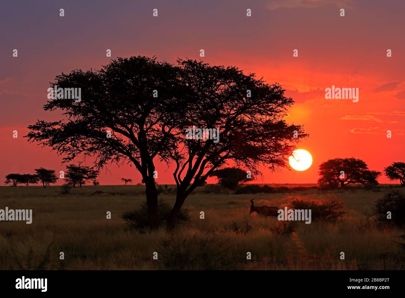 Tramonto panoramico sulla savana africana con albero a silhouette e cielo rosso, Sudafrica Foto Stock