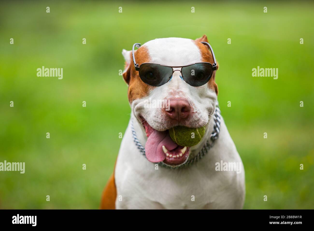 Vista frontale di carino rosso e bianco pit bull tenere palla in bocca e uscire lingua. Cane freddo in tonalità eleganti che si posa contro verde sfocato dorso Foto Stock
