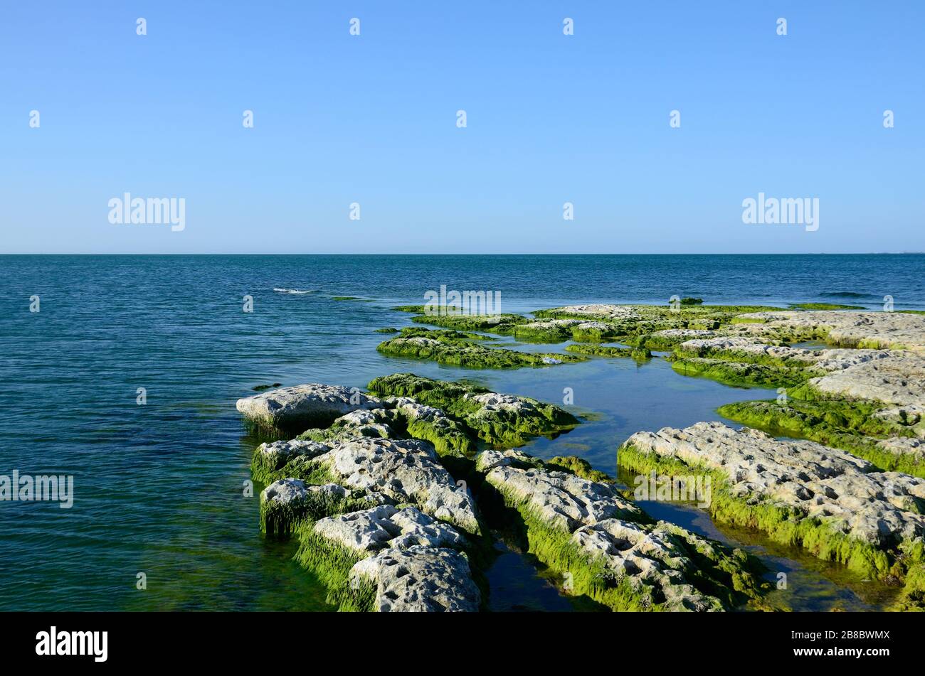 Costa rocciosa del Mar Caspio coperta di alghe in estate Foto Stock