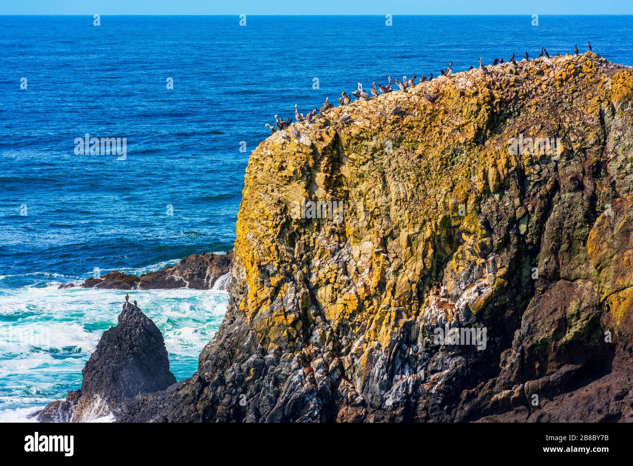 Pellicani sulla cima di una roccia a Newport, Oregon, USA Foto Stock