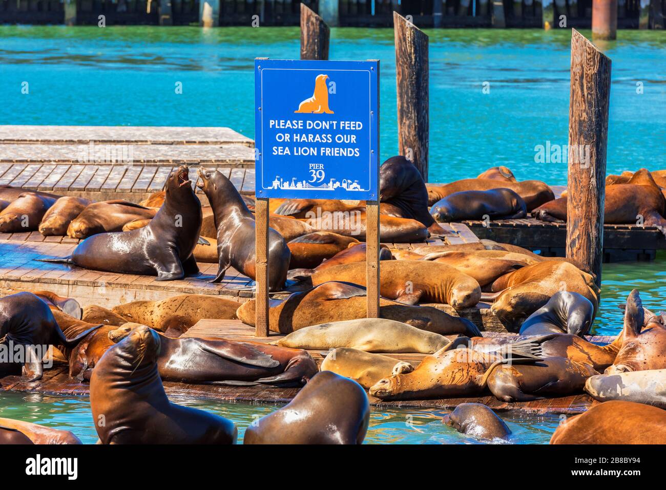 San Francisco Pier 39 con i leoni marini poggiati su piattaforme in legno con segnale di avvertimento di non nutrirli o di non molestarli Foto Stock