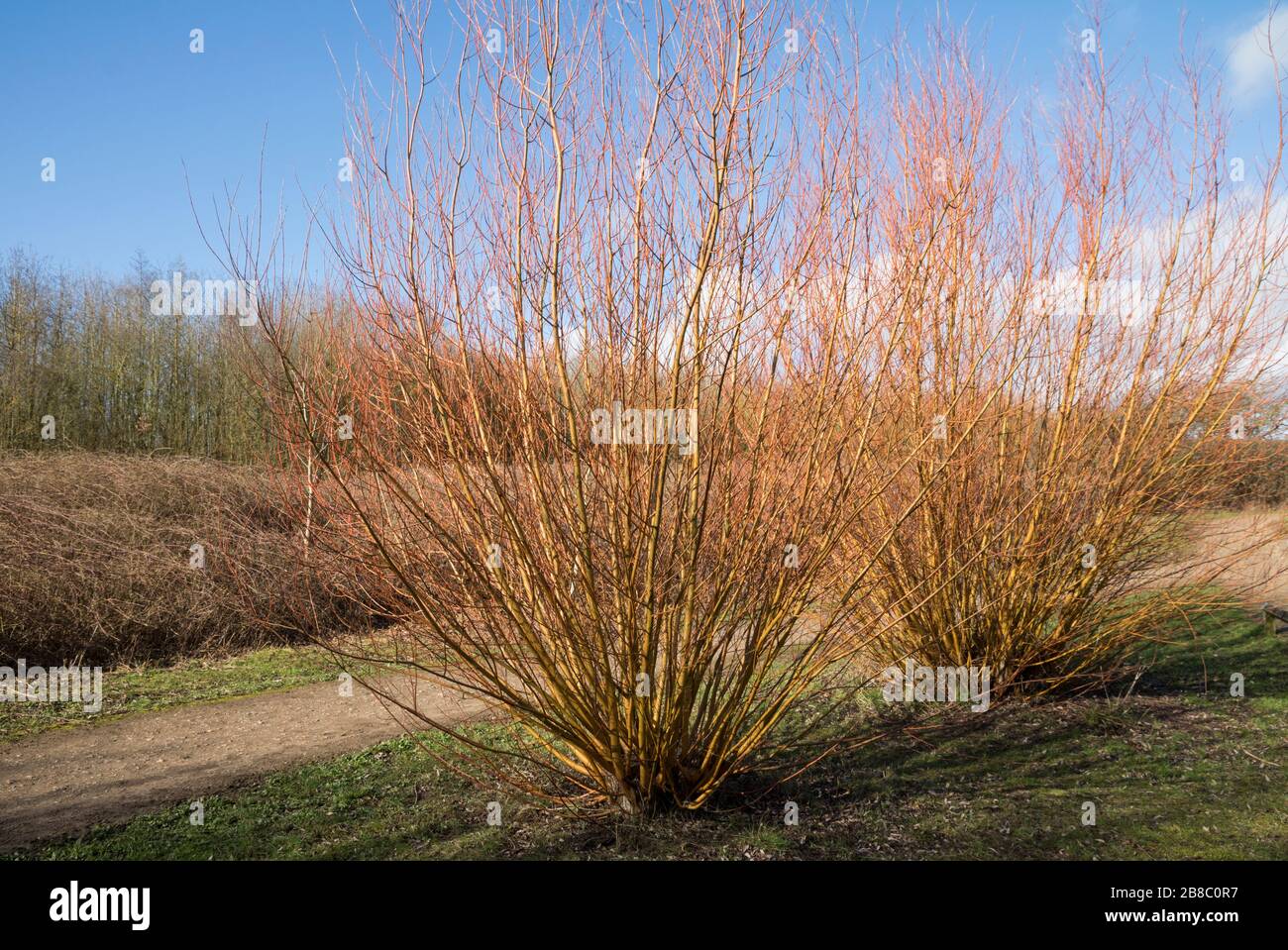 Salix alba, var vitellina, 'Britzensis', di solito rosso brillante in questo periodo dell'anno, ancora mostrando attraenti steli gialli, per via del percorso nella zona di amenità Foto Stock