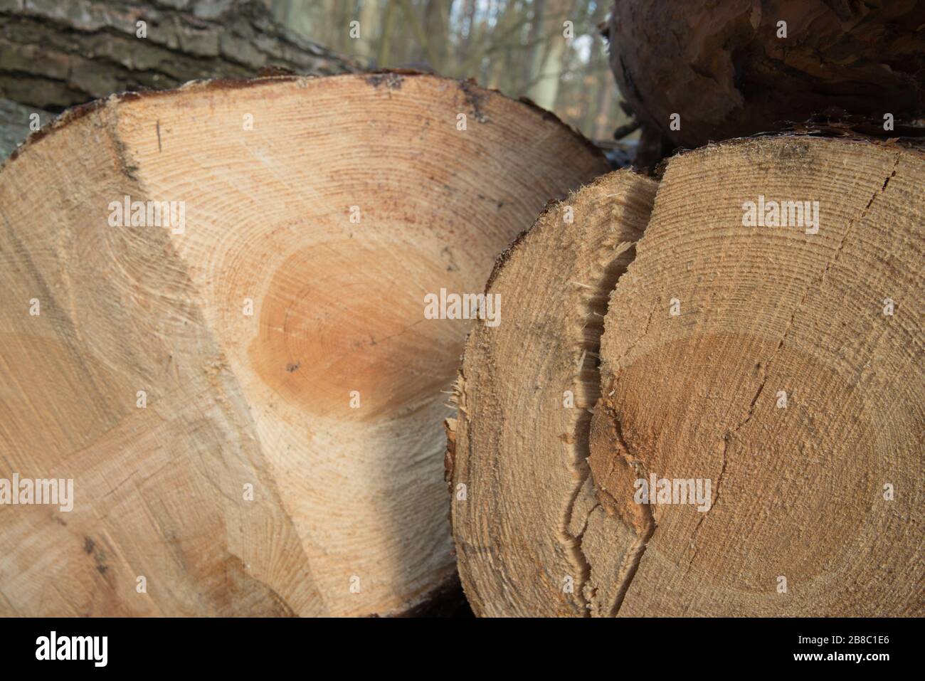primo piano di tronchi di pino tagliato nella foresta Foto Stock