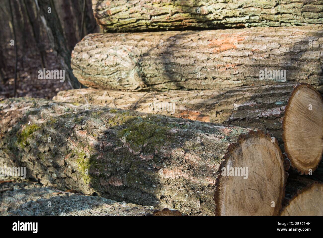 mucchio di tronchi di quercia tagliato nella foresta Foto Stock