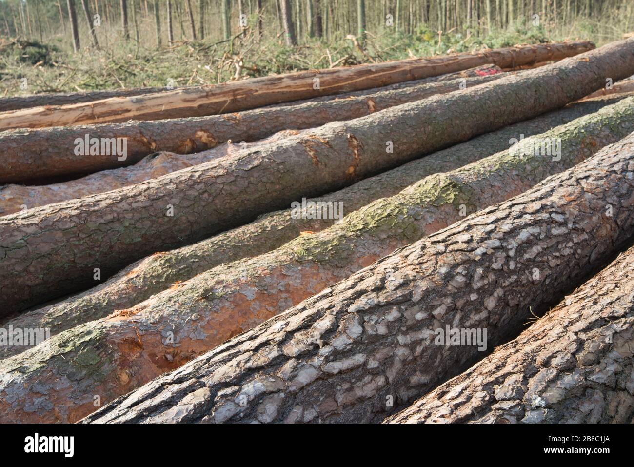 mucchio di tronchi di pino tagliato nella foresta Foto Stock