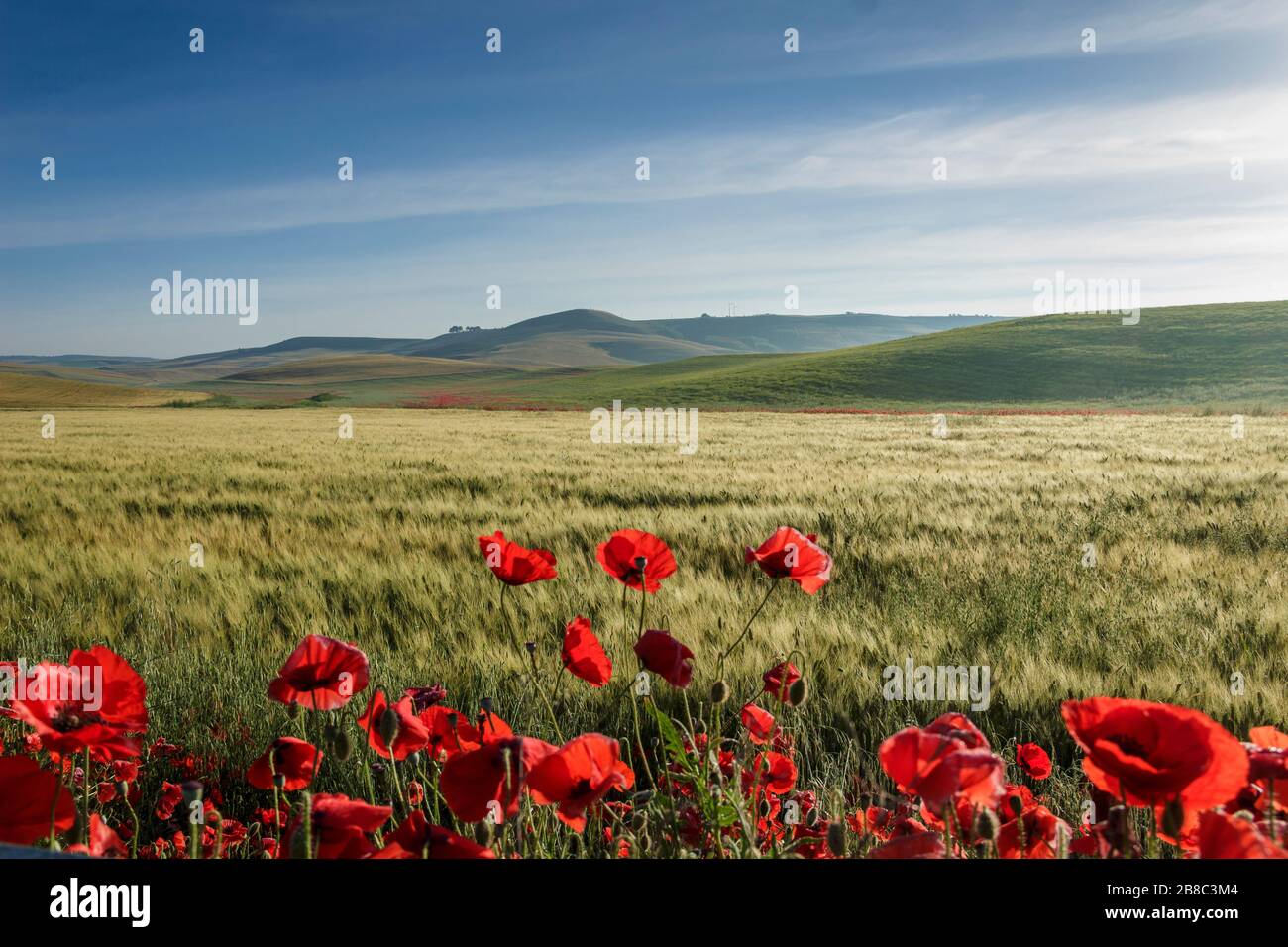 Primavera.tra Puglia e Basilicata: Paesaggio collinare con campi verdi.ITALIA. Campagna primaverile con spighe immature di mais. Foto Stock