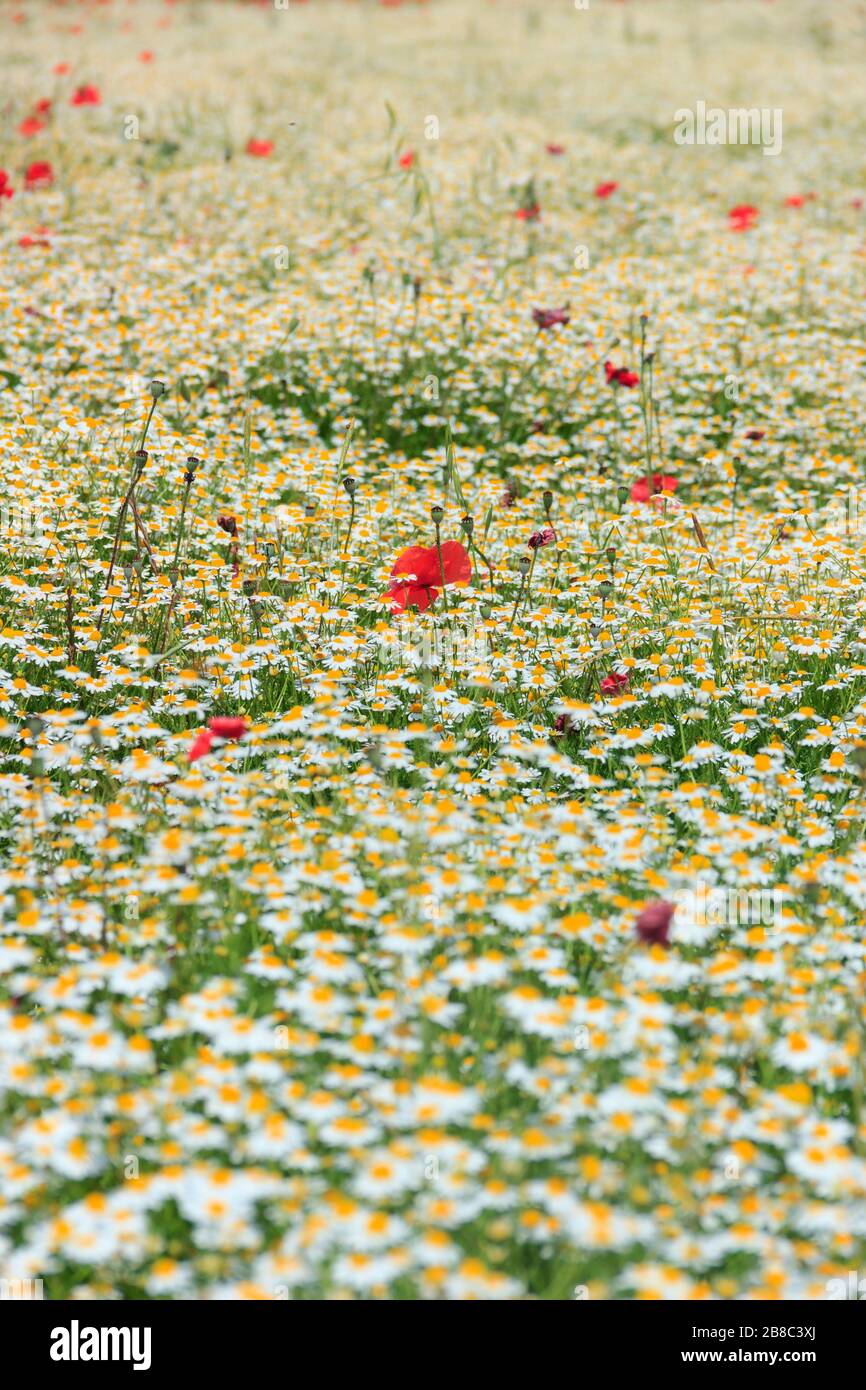 Relax natura: Papavero in un mare bianco di fiori di camomilla. Primavera: Papaveri in un campo con fiori (Italia). Foto Stock