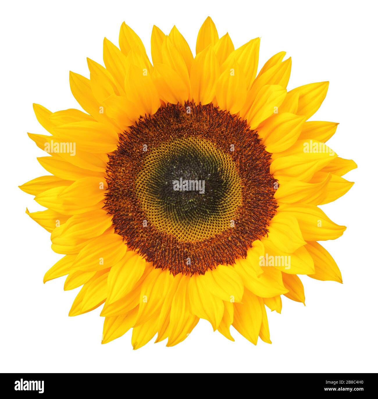 Girasole (Helianthus annuus, Asteraceae) isolato su sfondo bianco, incluso clipping.path. Germania Foto Stock