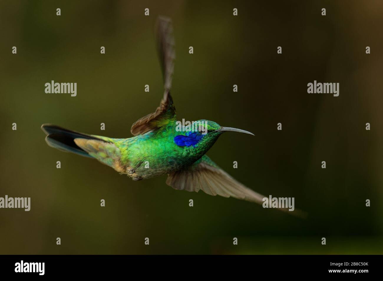 Minor Violetear - Colibri cyanotus - Montagna viola-orecchio verde metallizzato hummingbird specie comunemente trovati dal Costa Rica al Sud America settentrionale Foto Stock