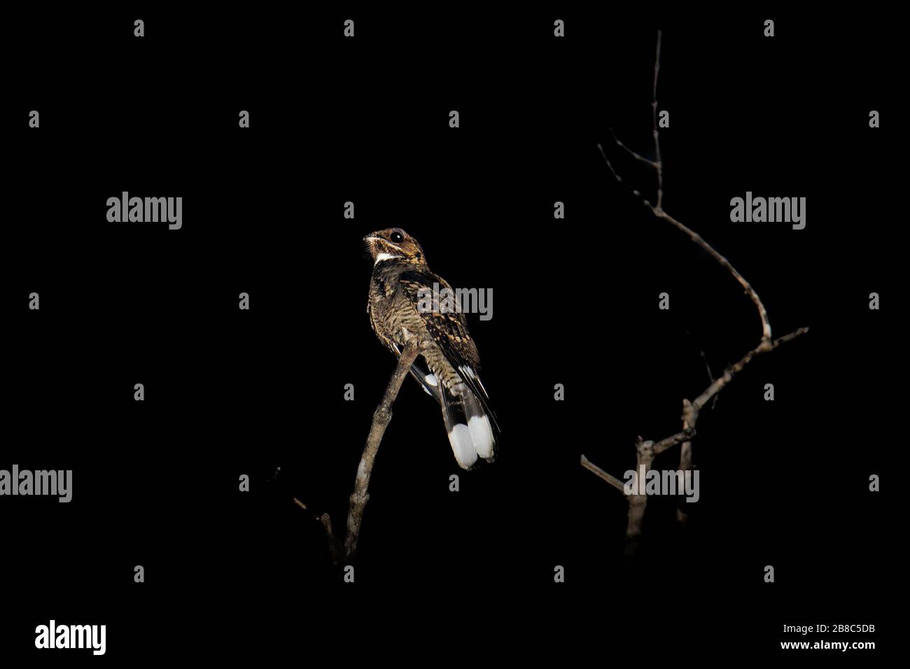 Grande-tailed Nightjar - Caprimulgus macrurus nightjar nella famiglia Caprimulgidae, che si trova lungo la costa meridionale foothills dell'Himalaya orientale, Asia del Sud, S Foto Stock