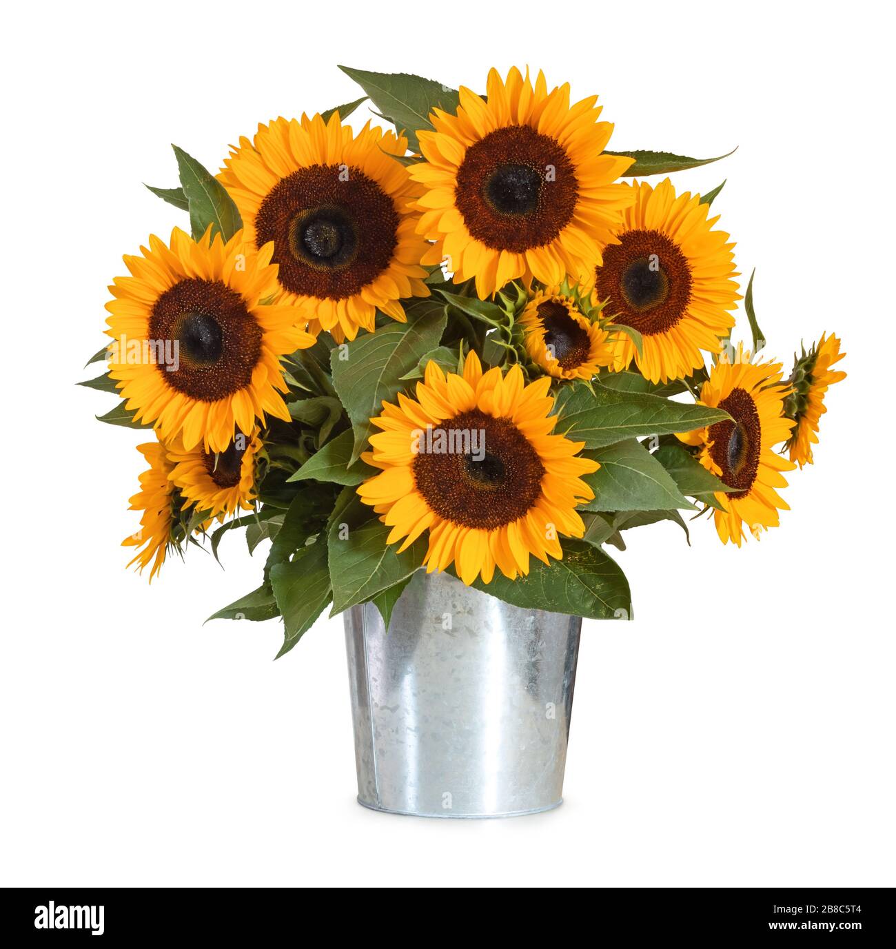 Un bel bouquet di girasole isolato su sfondo bianco, compreso il sentiero di ritaglio. Germania Foto Stock