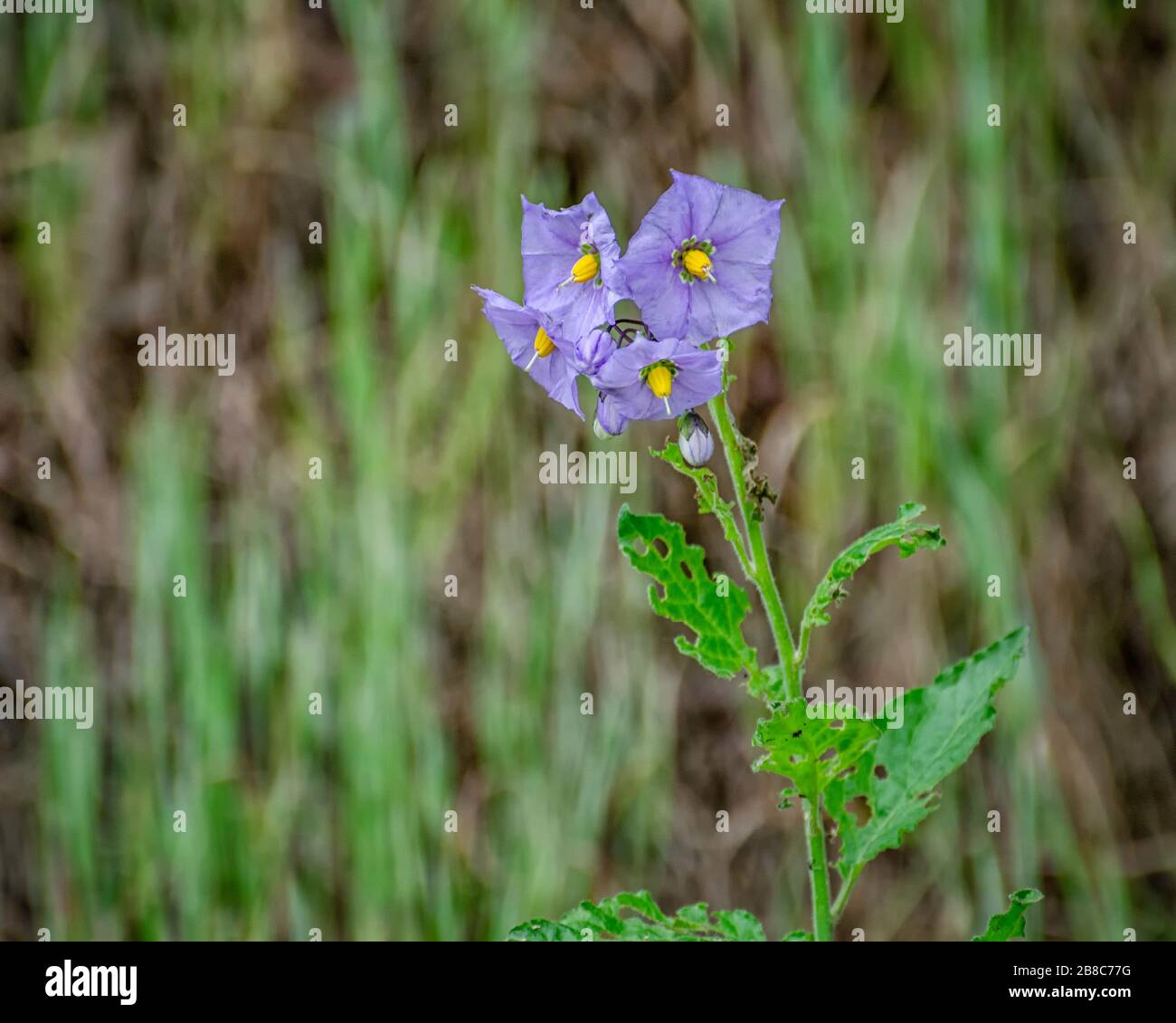 Nightshade viola (Solanum xantii), Los Angeles, California. Foto Stock