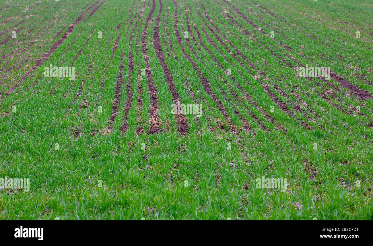 File di grano invernale in primavera dopo la pioggia pesante con gocce di rugiada e sano sguardo e peste libero, un grande futuro raccolto di grano. Foto Stock
