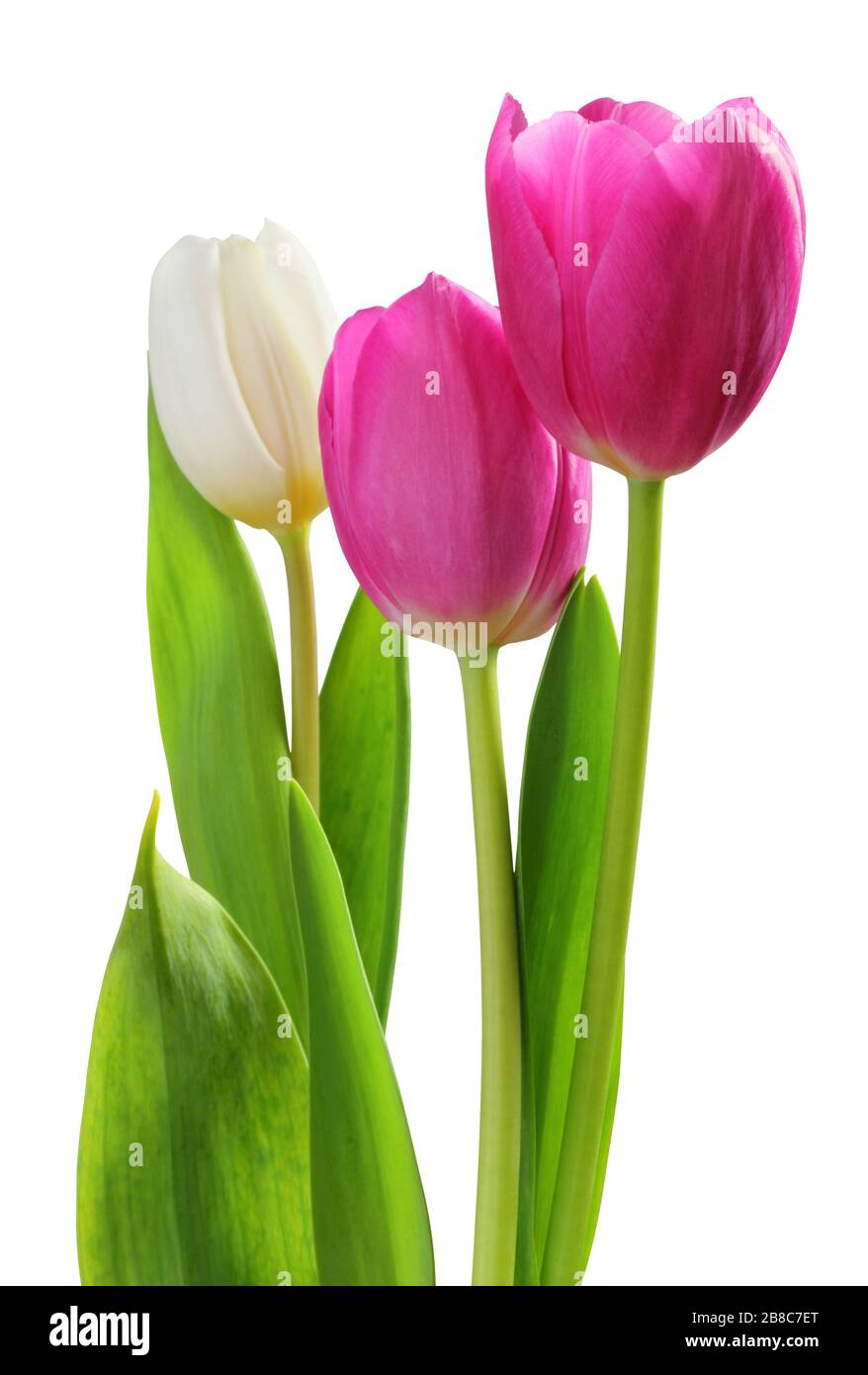 Coloratissimi e meravigliosi tulipani (famiglia Lily, Liliaceae) isolati su sfondo bianco, compreso il sentiero di ritaglio. Germania Foto Stock