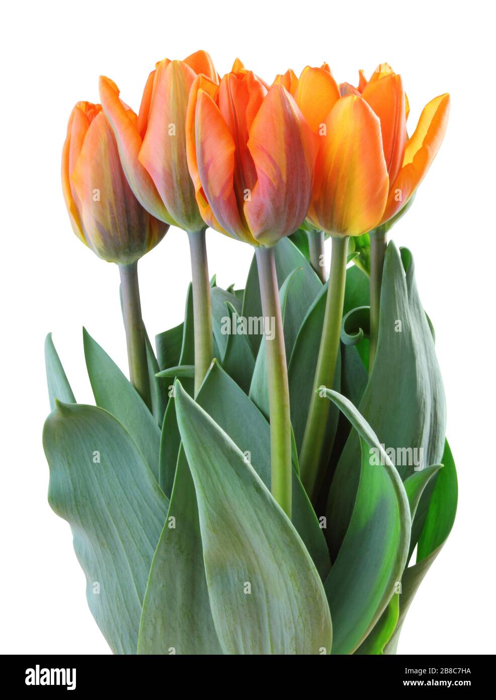 Meravigliosi tulipani (famiglia Lily, Liliaceae) isolati su sfondo bianco, compreso il sentiero di taglio. Germania Foto Stock