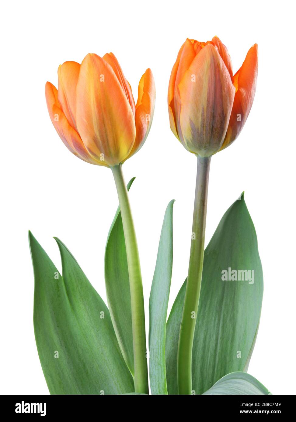 Meravigliosi tulipani (famiglia Lily, Liliaceae) isolati su sfondo bianco, compreso il sentiero di taglio. Germania Foto Stock