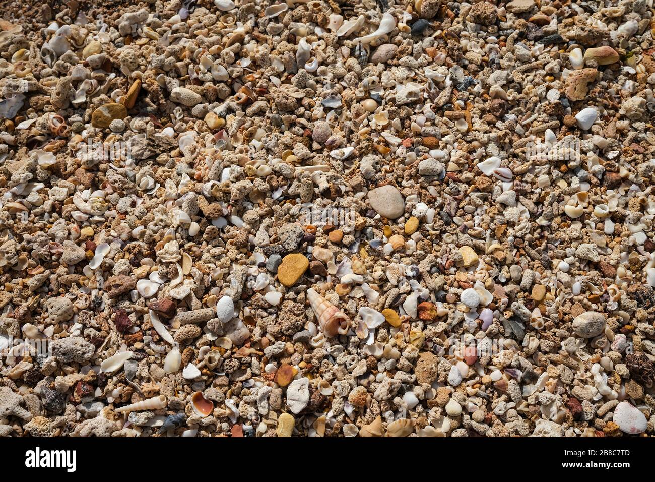 Ciottoli e conchiglie in spiaggia. Foto Stock