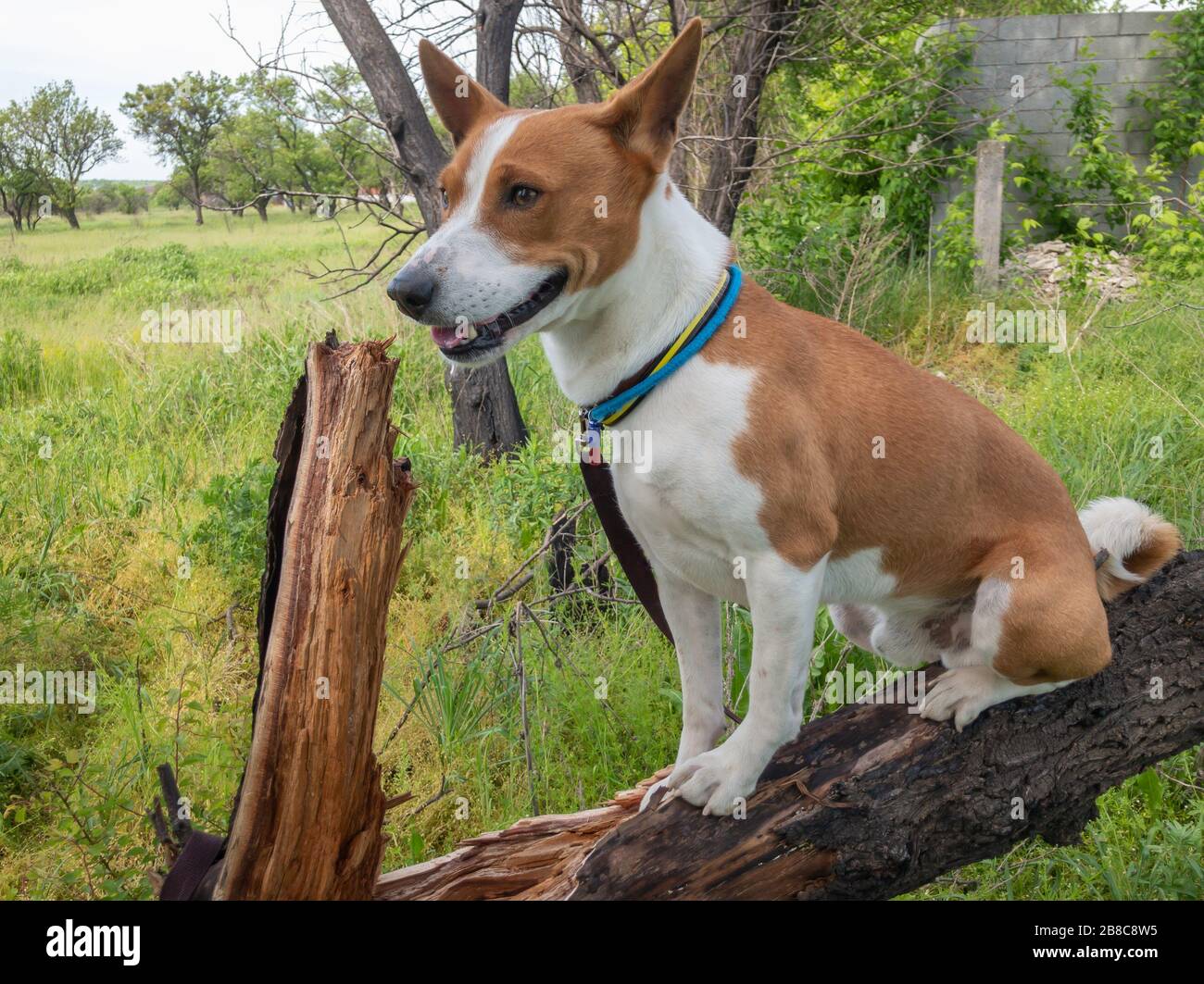 Basenji cane seduto su un ramo di albero rotto e guardando felice durante la stagione estiva Foto Stock