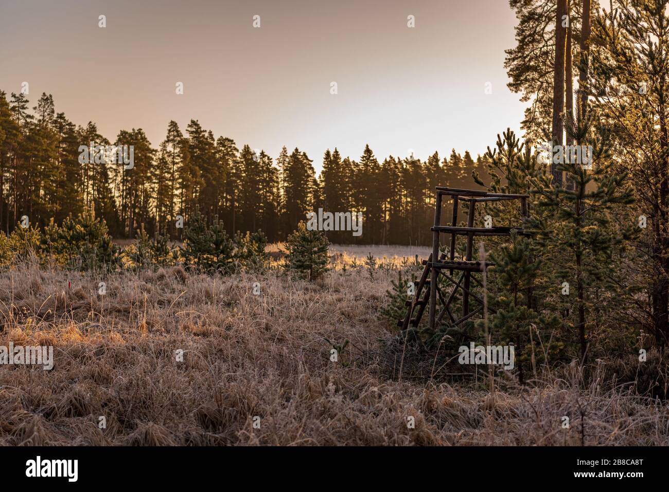 la torre di caccia di hunter nascosta al sole in una mattina primaverile, fresca, in una foresta di conifere e madre natura ha coperto il suo velo di gelo bianco Foto Stock