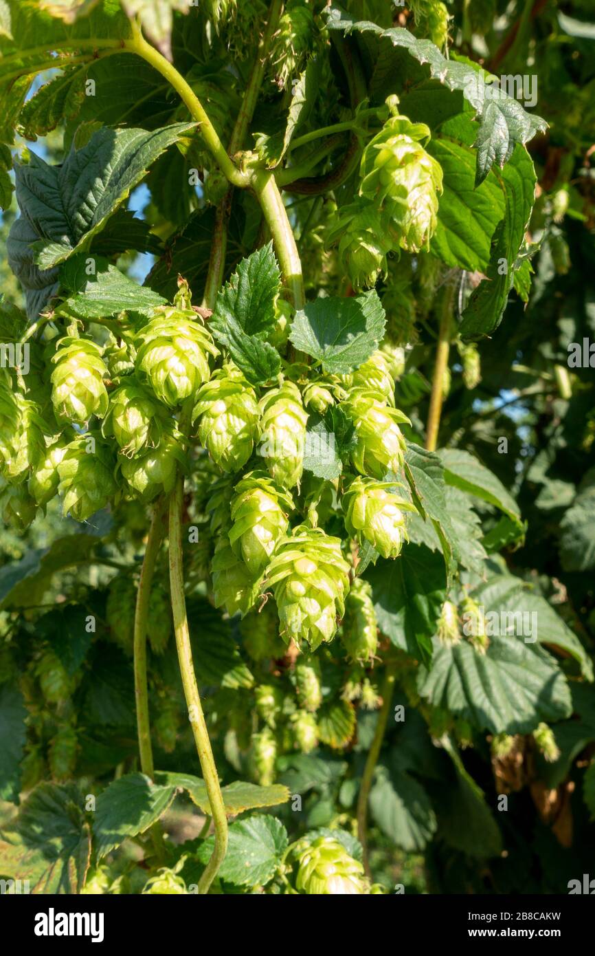 Dettaglio dei fiori di luppolo delle piante di luppolo (Humulus lupulus) che crescono su trellisi a corda in Baviera, Germania. Foto Stock