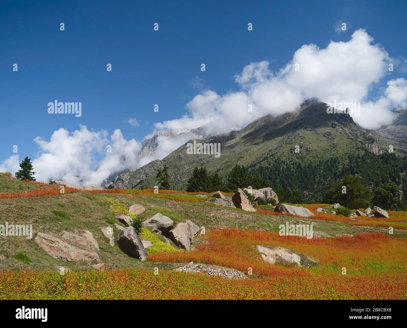 Rosso Ogla raccolto, utilizzato per la produzione di pane, coltivato lungo le pendici del Himalaya montagne tra grandi bolder e pini in estate, Rackham, Himac Foto Stock