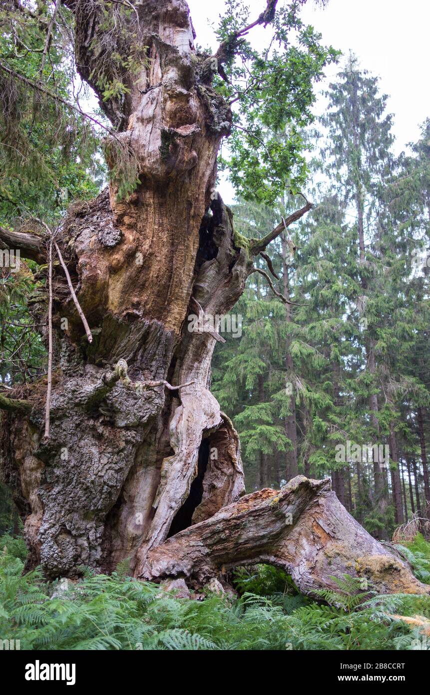 Alte märchenhafte Gerichtseiche im Reinhardswald Foto Stock