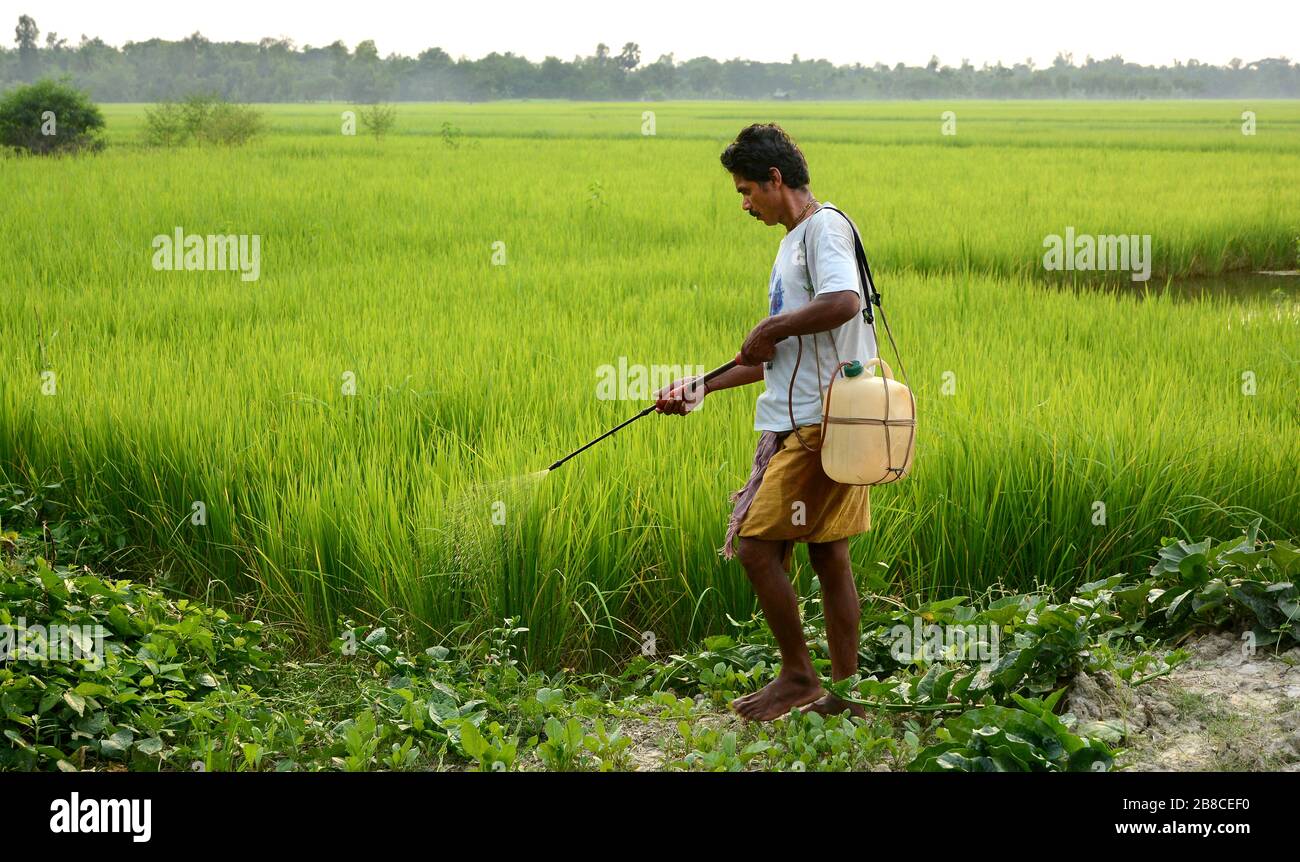 Il contadino indiano spruzza fluido chimico nel terreno di agricoltura risata al mattino. Foto Stock