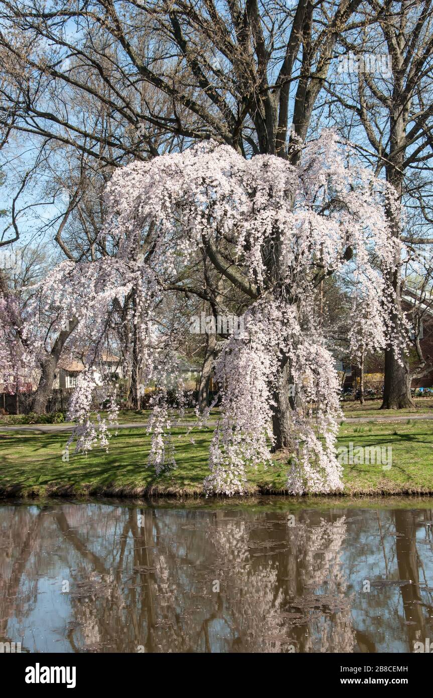 Pieno, delicato, piangente albero di ciliegio in piena fioritura che si affaccia su un lago con un riflesso in acqua. Foto Stock
