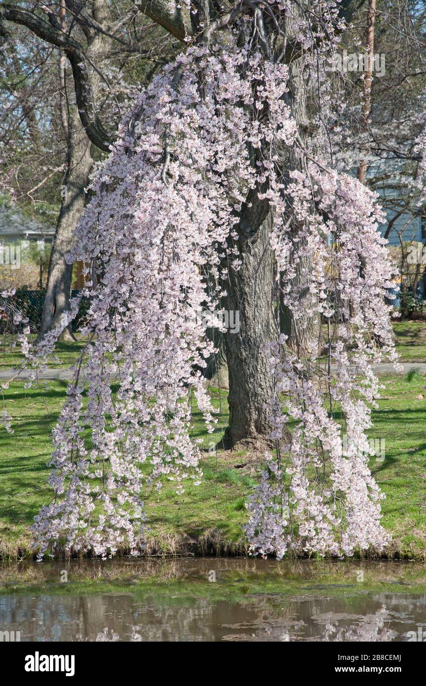 Primo piano di soffice albero di ciliegio Pink Weeping che si affaccia su un lago in un parco del New Jersey. Foto Stock