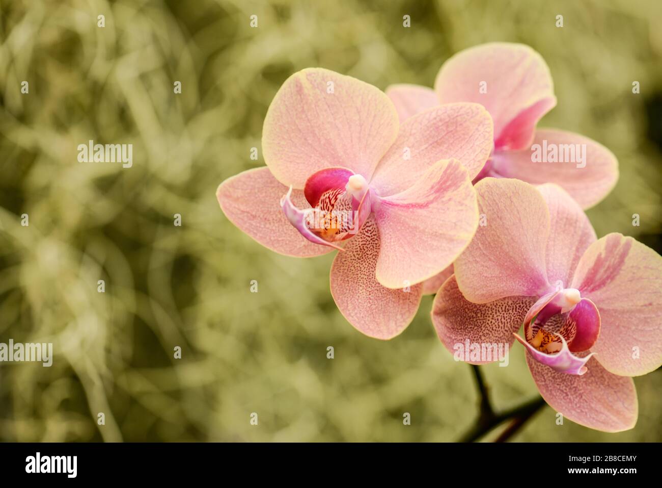Squisito, dainty Peach Orchid Flowers contro un verde oliva, sfondo sfocato in un giardino nel New Jersey. Foto Stock