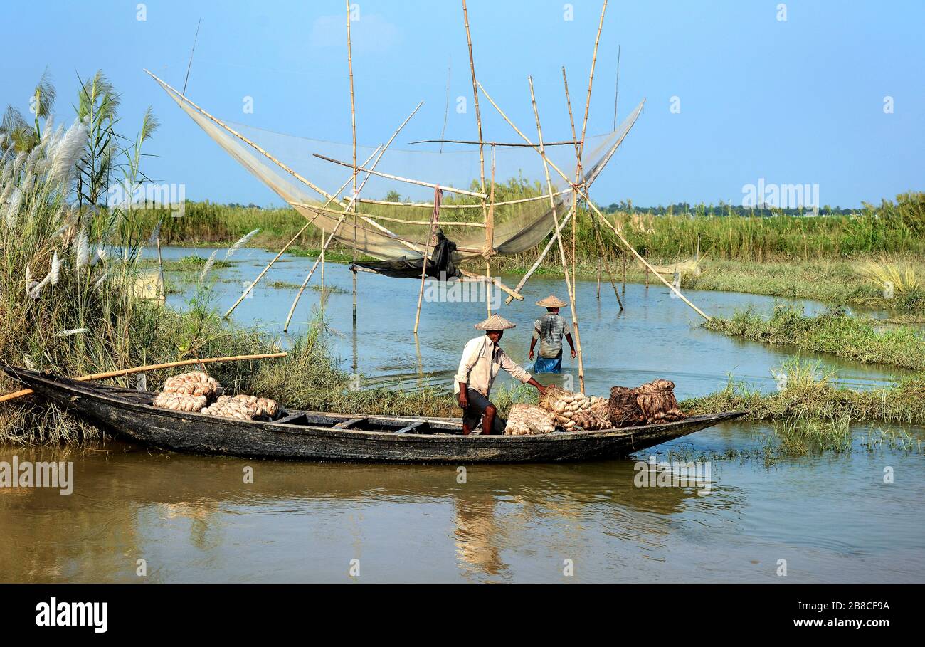 Il contadino raccogliere la iuta cruda dall'acqua con la barca da pesca nella valle dell'acqua del remoto villaggio dell'India. Foto Stock