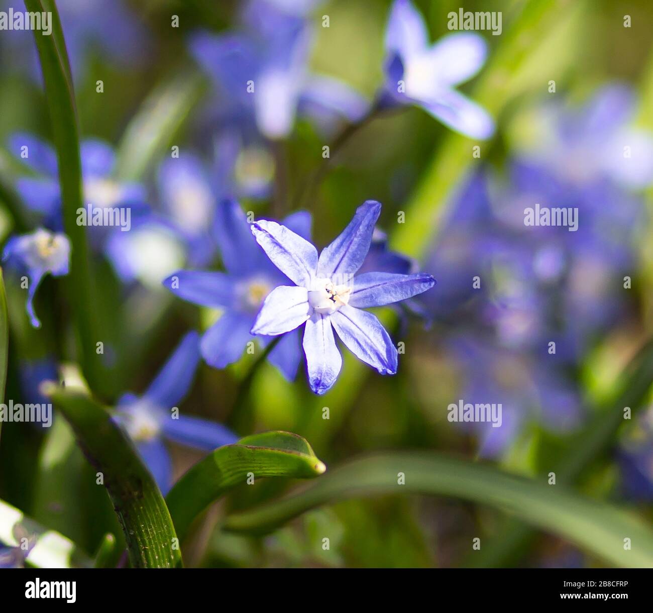 Piccolo fiore blu con luce del sole appluso Foto Stock